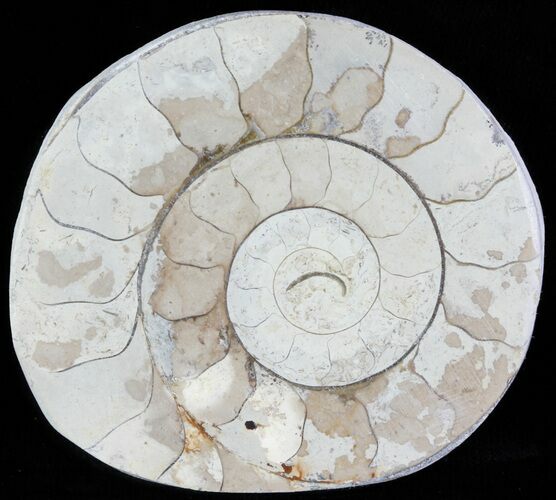 Cut and Polished Lower Jurassic Ammonite - England #62575